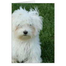 Maltese Rescue Greeting Card