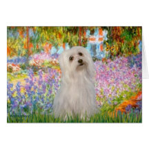 Maltese (SD) - Garden Card