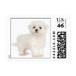 Maltese Stamp (SMALL)