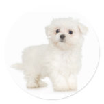 Maltese Sticker