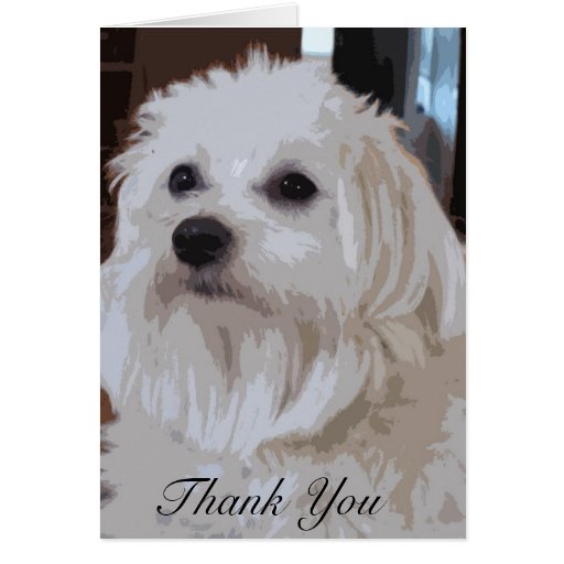 Maltese Thank You Note Cards Zazzle