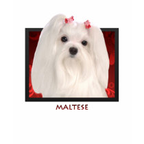 Maltese t-shirts by ipooprainbows Maltese t-shirts
