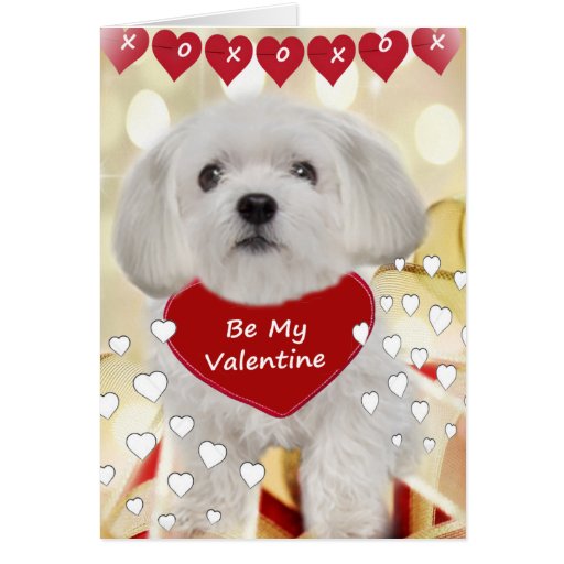 Maltese XOXO Valentine Cards Zazzle