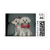 Malteses Stamp