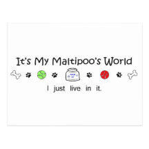 Maltipoo Post Cards