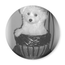 MaltiPoo Products magnets by dcand001 MaltiPoo Products magnets