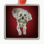 Maltipoo Puppy on Red ornaments