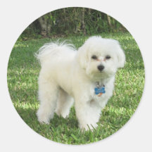 Maltipoo Sticker