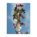 Malus Floribunda apple flowers postcards by Thorninger Malus Floribunda apple flowers postcards