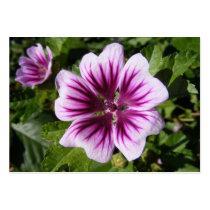 Malva flower ~ ATC business cards