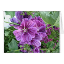 MALVA FLOWERS cards