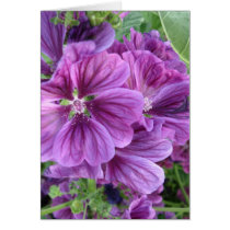 MALVA FLOWERS cards