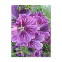 MALVA FLOWERS postcards