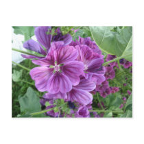 MALVA FLOWERS postcards