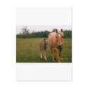 Mama and baby horse postcards