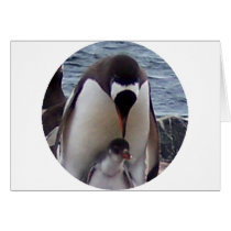 Mama and Baby Penguin cards by KevOzDotCom Mama and Baby Penguin cards