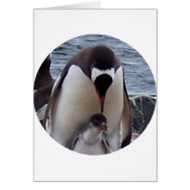Mama and Baby Penguin cards by KevOzDotCom Mama and Baby Penguin cards