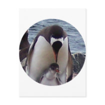 Mama and Baby Penguin postcards by KevOzDotCom Mama and Baby Penguin postcards