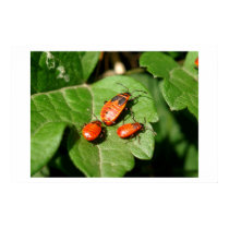 Mama Bug and Baby Bugs posters by vanias Mama Bug and Baby Bugs posters