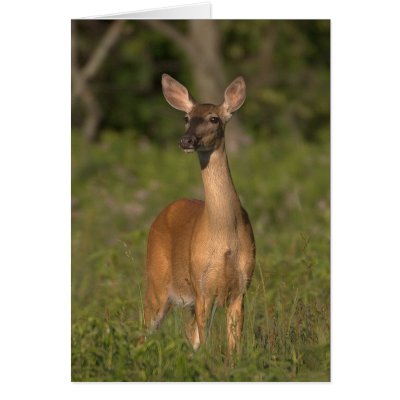 Whitetail Doe Deer. Mama Deer (Whitetail Doe) Greeting Card by asquirrelstale