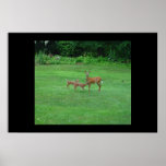 Mama doe & babies posters