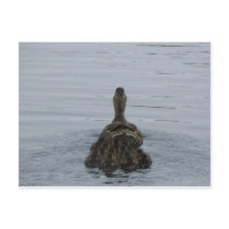 Momma+duck+and+babies
