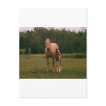 Mama horse and baby horse postcards