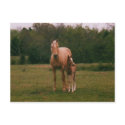 Mama horse and baby horse postcards