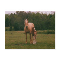 Mama horse and baby horse postcards by kkincade12 Mama horse and baby horse postcards