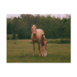 Mama horse and baby horse postcard