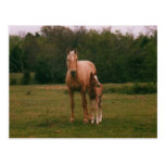 Mama horse and baby horse postcard