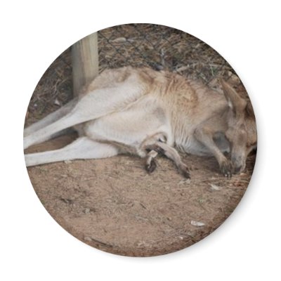 Mama Kangaroo with Joey in Pouch Magnets by Calliope_Oz