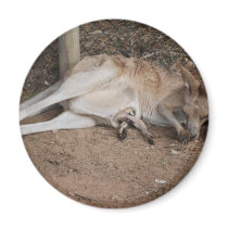 Mama Kangaroo with Joey in Pouch magnets