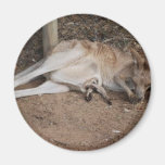 Mama Kangaroo with Joey in Pouch Magnets