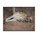 Mama Kangaroo with Joey in Pouch postcards