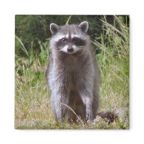 Mama Raccoon Magnets