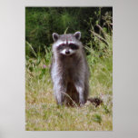 Mama Raccoon Print