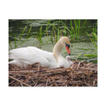 Mama Swan and Baby Postcard
