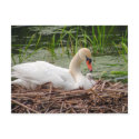 Mama Swan and Baby Postcard by rfhoffer Mama Swan and Baby Postcard