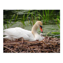 Mama Swan and Baby Postcard
