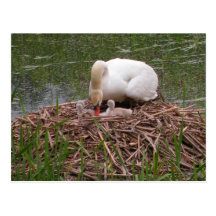 Mama Swan Tending to Cygnets Postcard