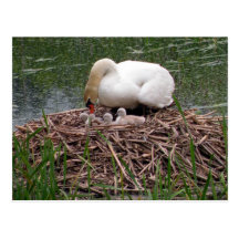 Mama Swan Tending to Cygnets Postcard (2)