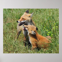 Mamá y equipo del Fox rojo Posters