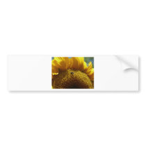 mammoth sunflower 2 bumper stickers by pinkypetals mammoth sunflower 2 bumper stickers