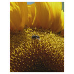mammoth sunflower 2 flyers