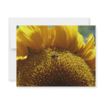 mammoth sunflower 2 personalized announcement