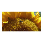 mammoth sunflower 2 custom photo card