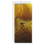 mammoth sunflower 2 rack card design