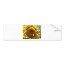 mammoth sunflower bumper stickers by pinkypetals mammoth sunflower bumper stickers