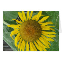 Mammoth Sunflower cards by MamaRugRat Mammoth Sunflower cards
